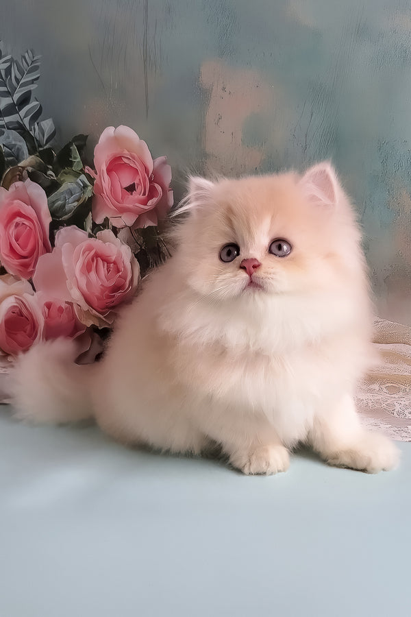 Princess | British Longhair Kitten
