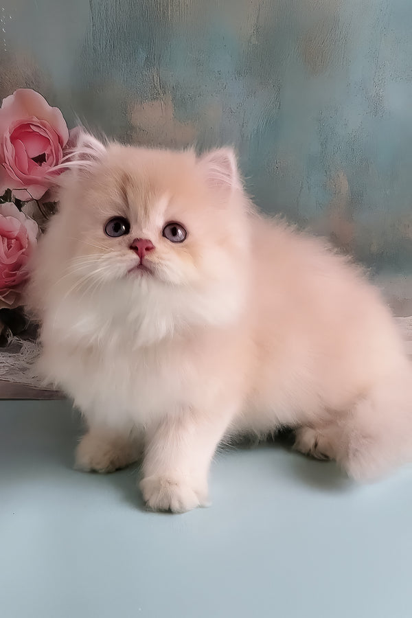 Princess | British Longhair Kitten