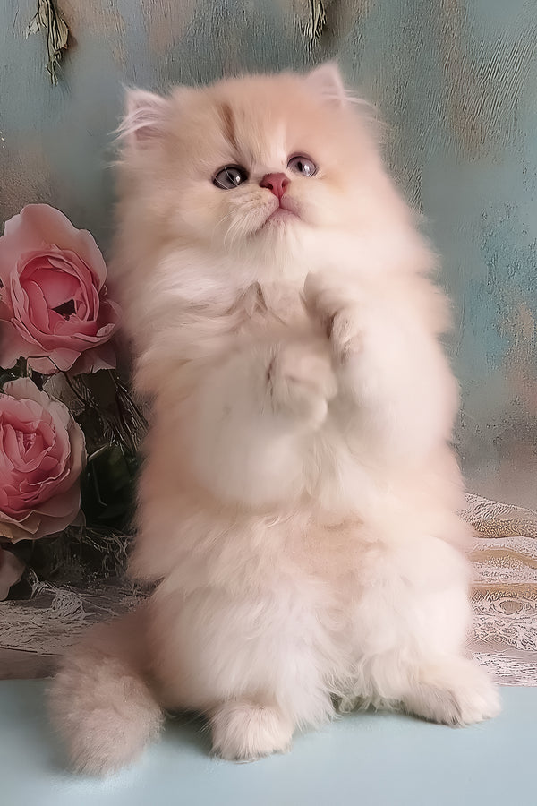 Princess | British Longhair Kitten