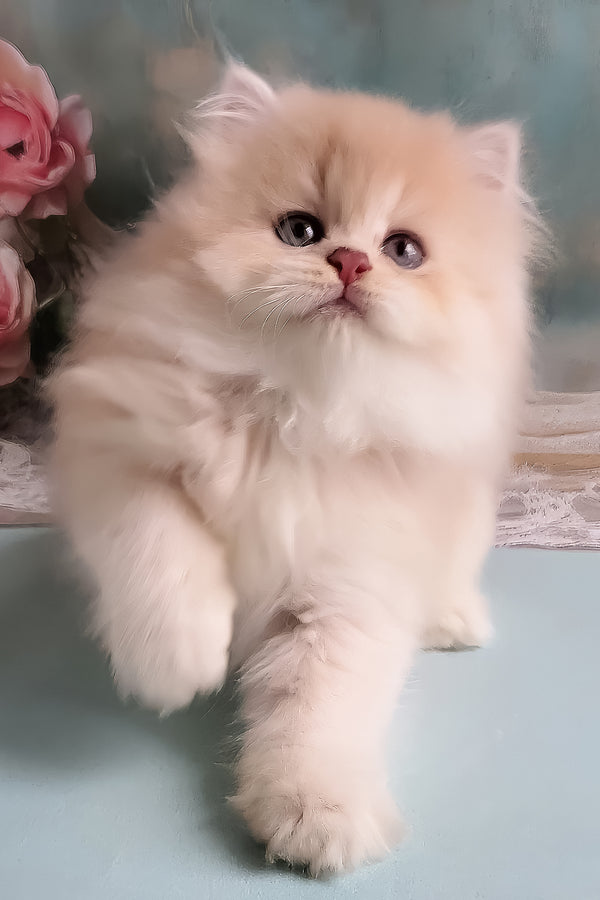 Princess | British Longhair Kitten