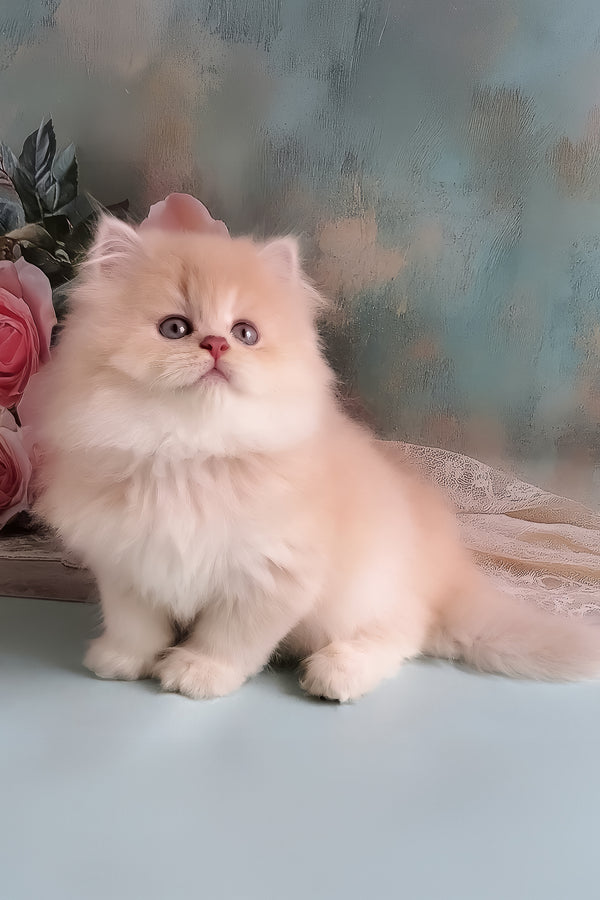 Princess | British Longhair Kitten