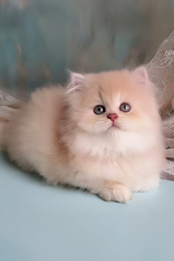 Princess | British Longhair Kitten