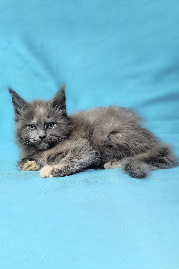 Patty | Maine Coon Kitten