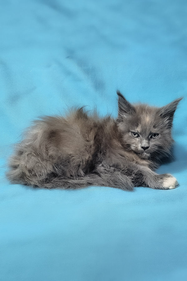 Patty | Maine Coon Kitten