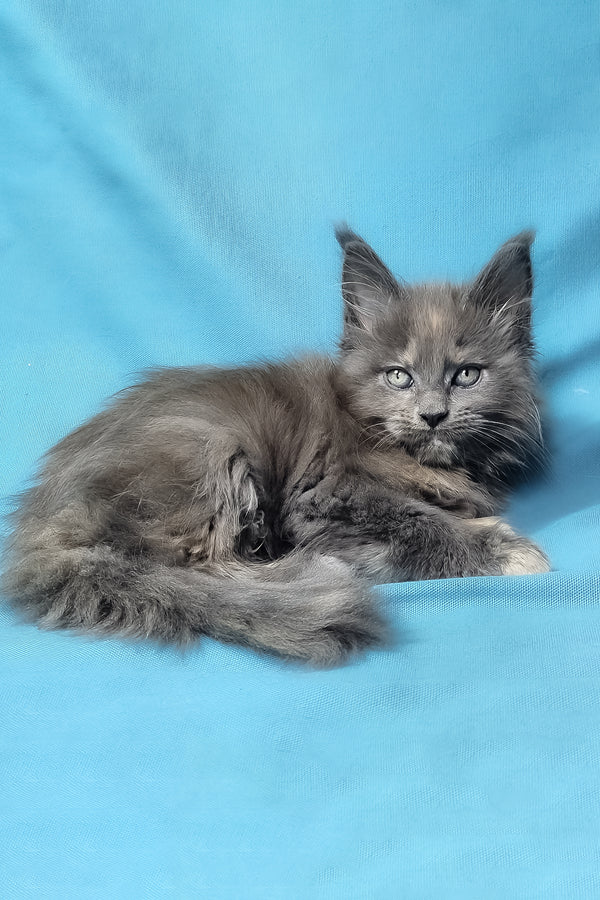 Patty | Maine Coon Kitten
