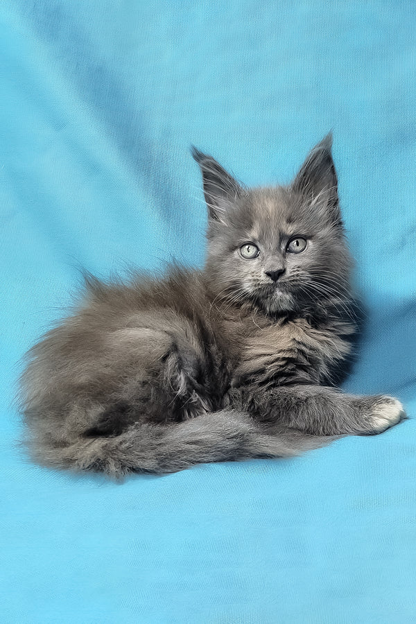 Patty | Maine Coon Kitten