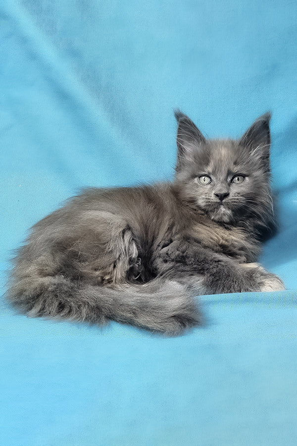 Patty | Maine Coon Kitten