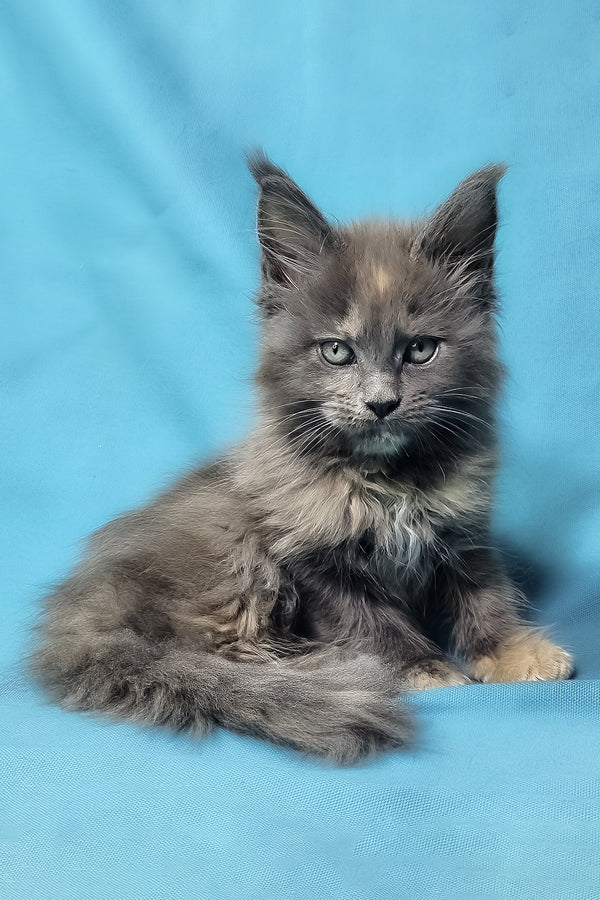 Patty | Maine Coon Kitten