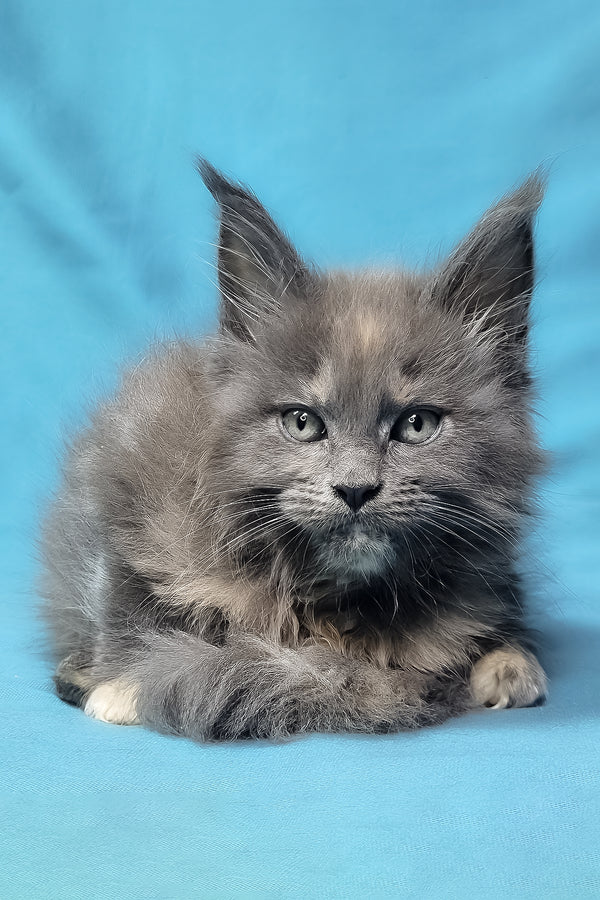 Patty | Maine Coon Kitten