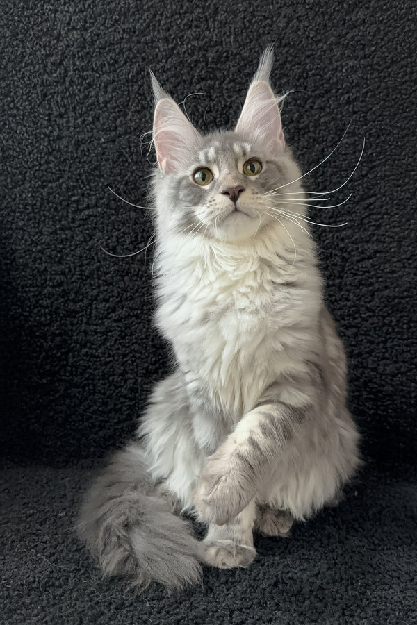 Qamana | Maine Coon Kitten