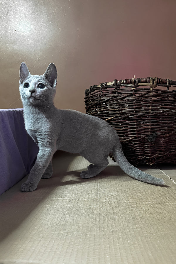 Qantiga | Russian Blue Kitten