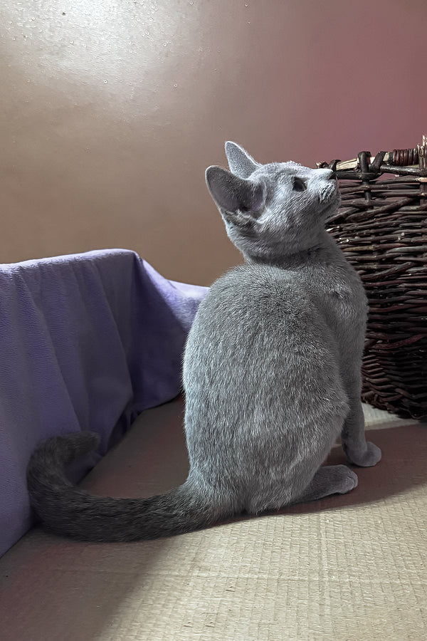 Qantiga | Russian Blue Kitten