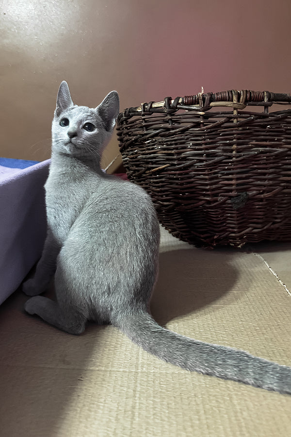 Qantiga | Russian Blue Kitten