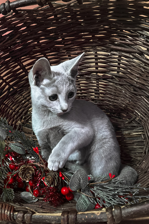 Qantiga | Russian Blue Kitten