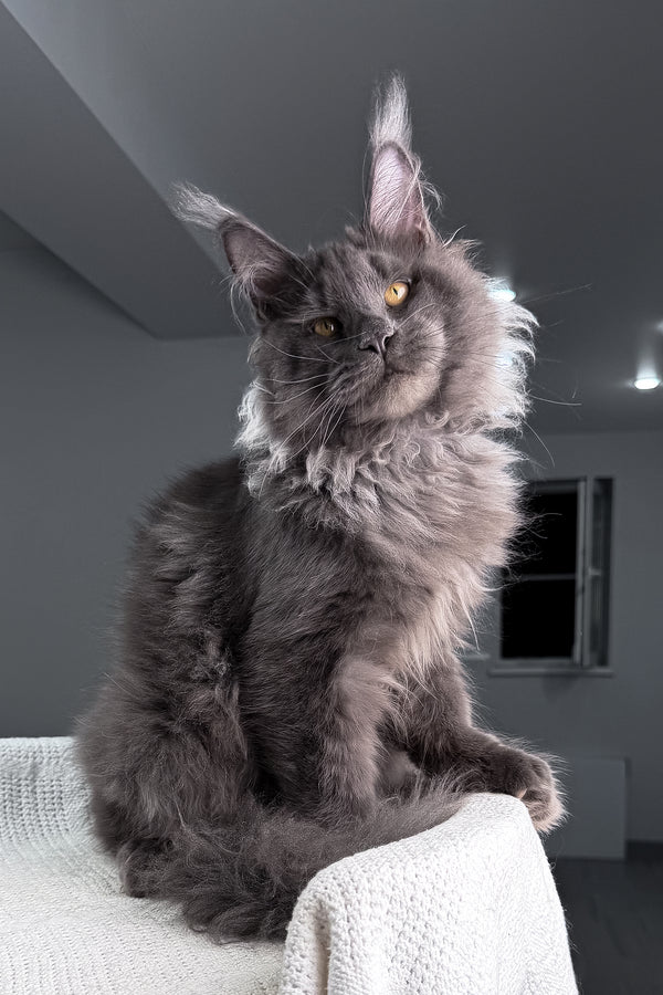 Qishon | Maine Coon Kitten