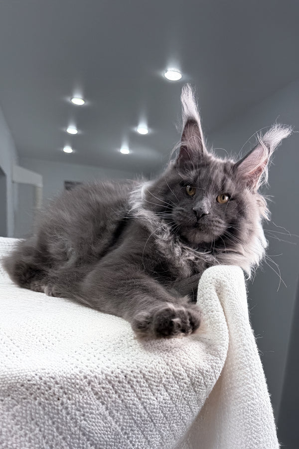 Qishon | Maine Coon Kitten