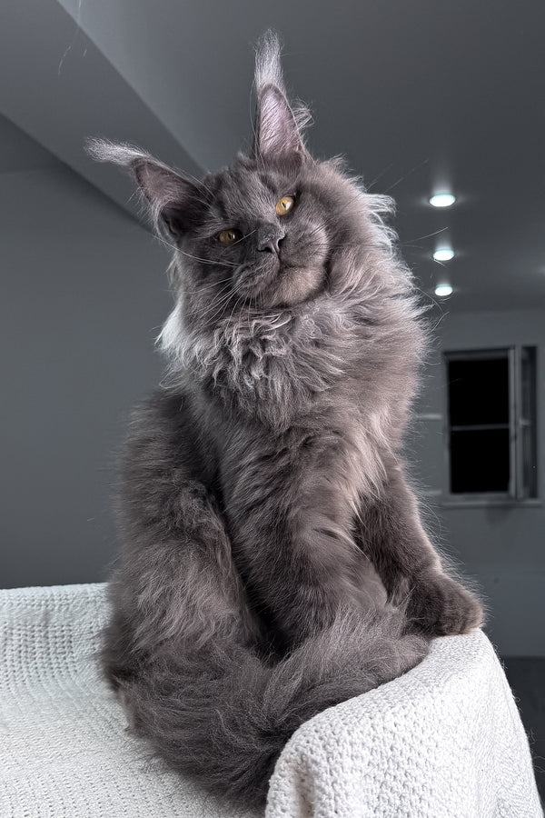 Qishon | Maine Coon Kitten