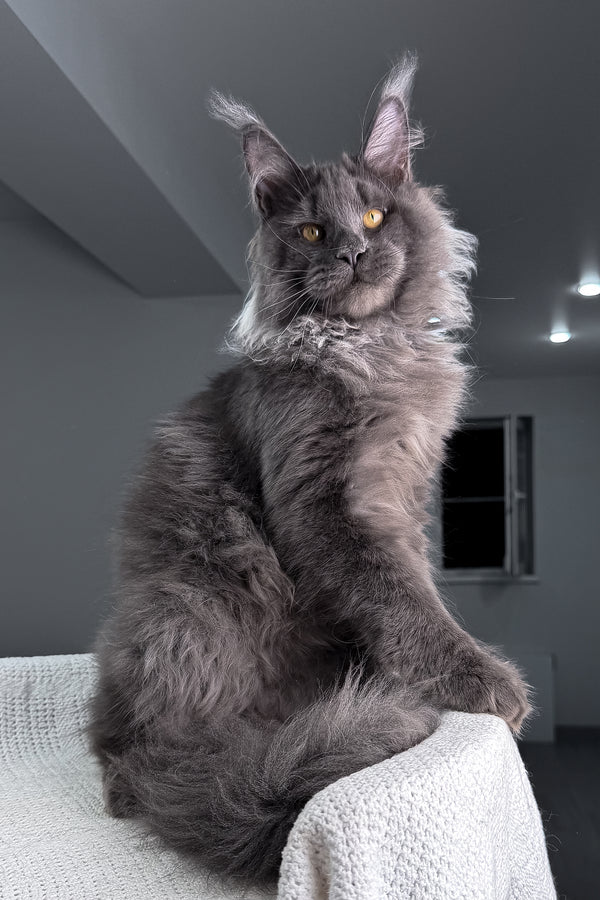 Qishon | Maine Coon Kitten