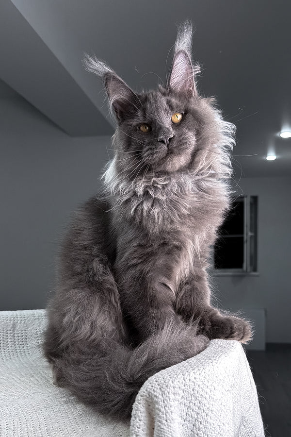 Qishon | Maine Coon Kitten