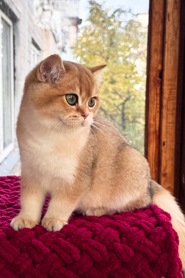 A fluffy black golden shaded scottish straight kitten with green eyes sits on a plush deep red cushion with health guarantee