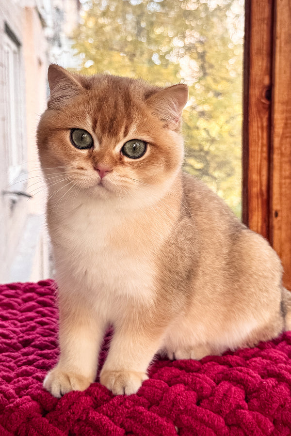 A fluffy golden tabby scottish straight kitten with green eyes sits on a red knitted blanket with health guarantee