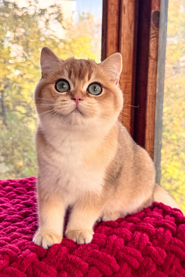 Quiana scottish straight kitten with striking green eyes and black golden shaded fur sits on vibrant red knitted blanket with health guarantee