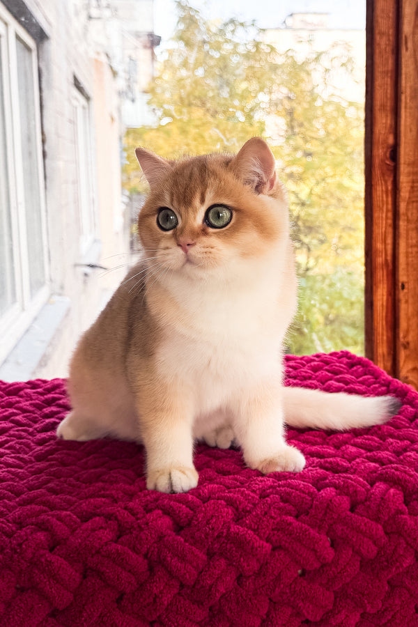 A fluffy scottish straight kitten with black golden shaded fur and green eyes sits on a red knitted blanket with health guarantee