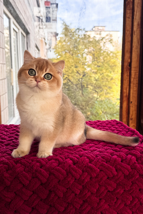 A fluffy golden scottish straight kitten with striking green eyes sits on a textured red knitted cushion with health guarantee