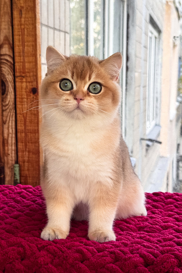 A fluffy scottish straight kitten with black golden shaded fur and green eyes sits on a red textured blanket health guarantee