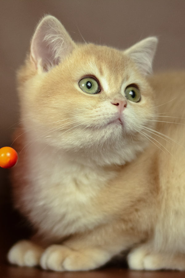 Queen | British Shorthair Kitten