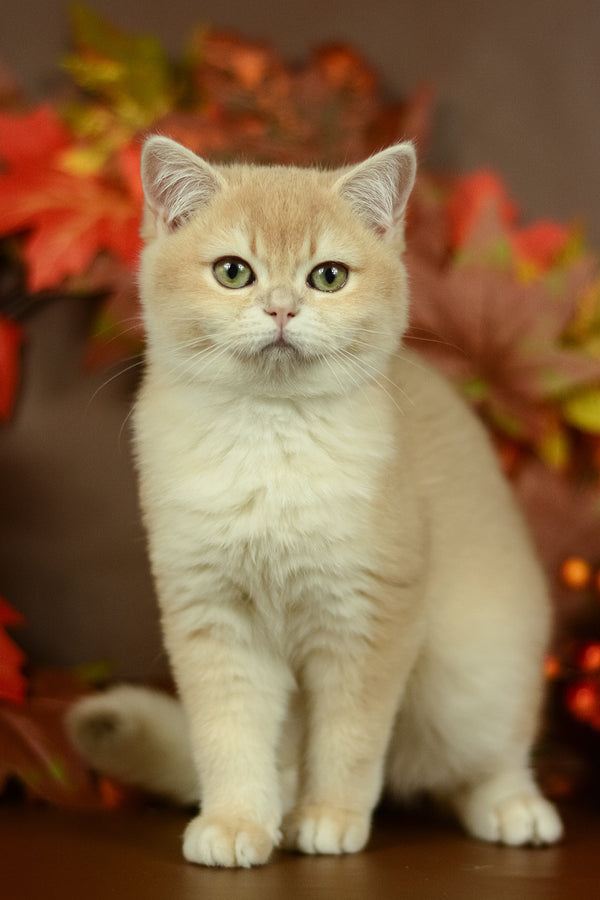 Queen | British Shorthair Kitten