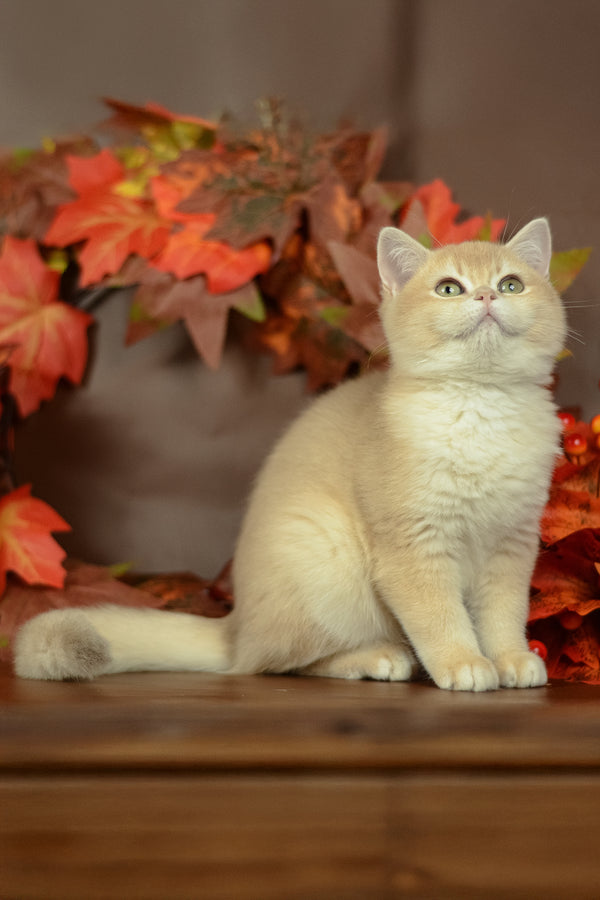 Queen | British Shorthair Kitten