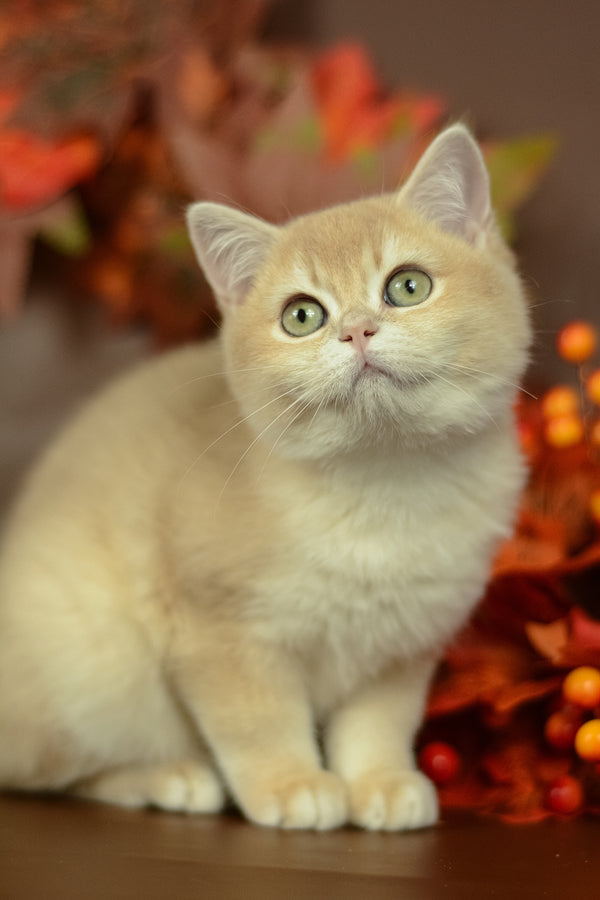 Queen | British Shorthair Kitten