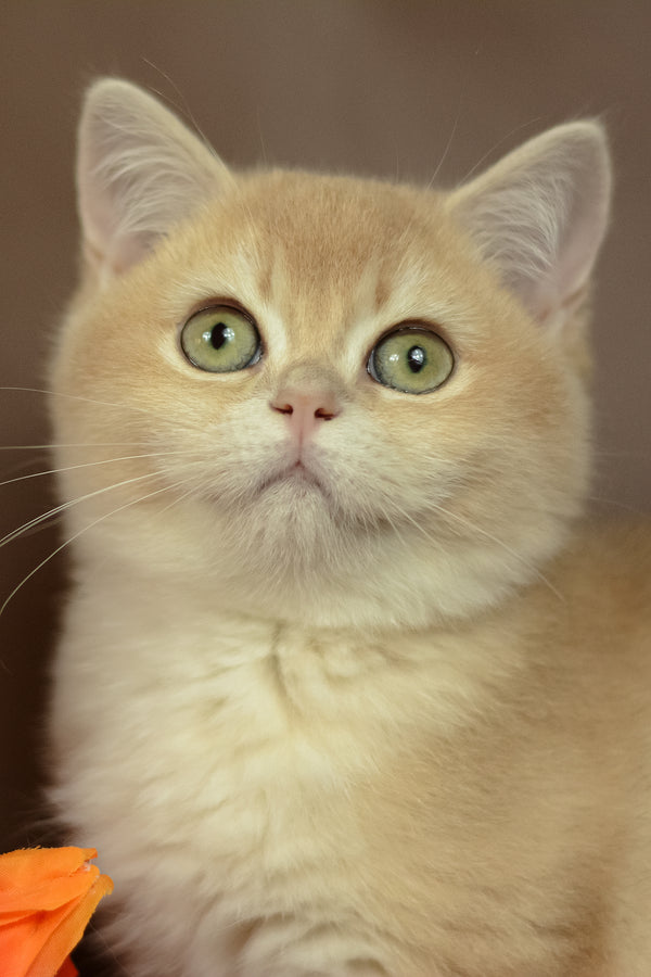 Queen | British Shorthair Kitten