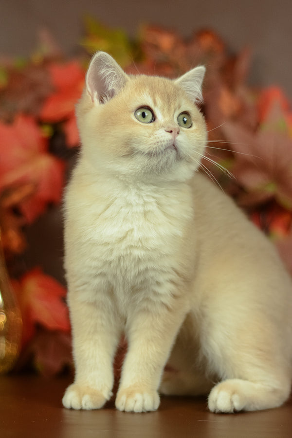 Queen | British Shorthair Kitten