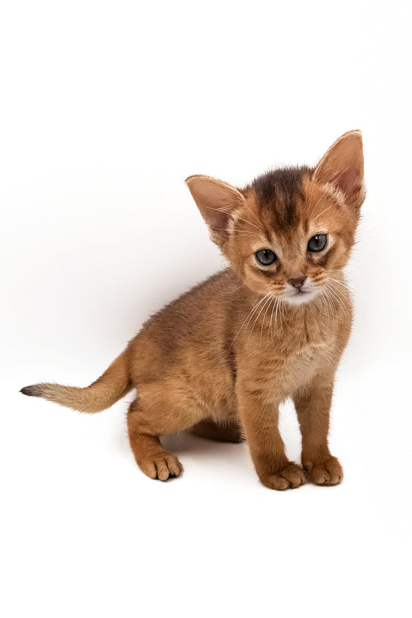 Quentin | Abyssinian Kitten
