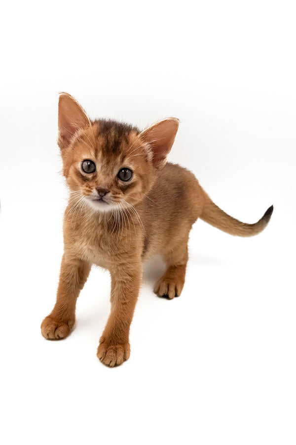 Quentin | Abyssinian Kitten