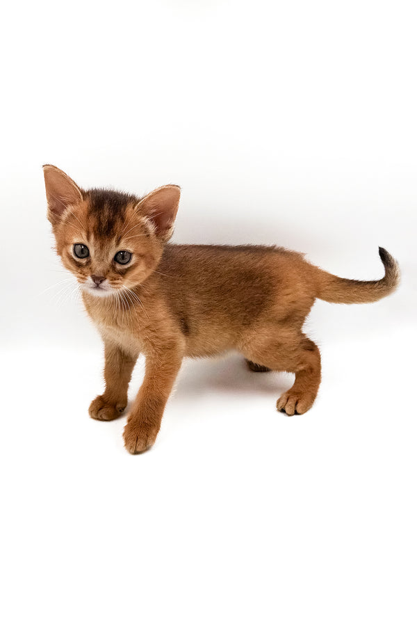 Quentin | Abyssinian Kitten