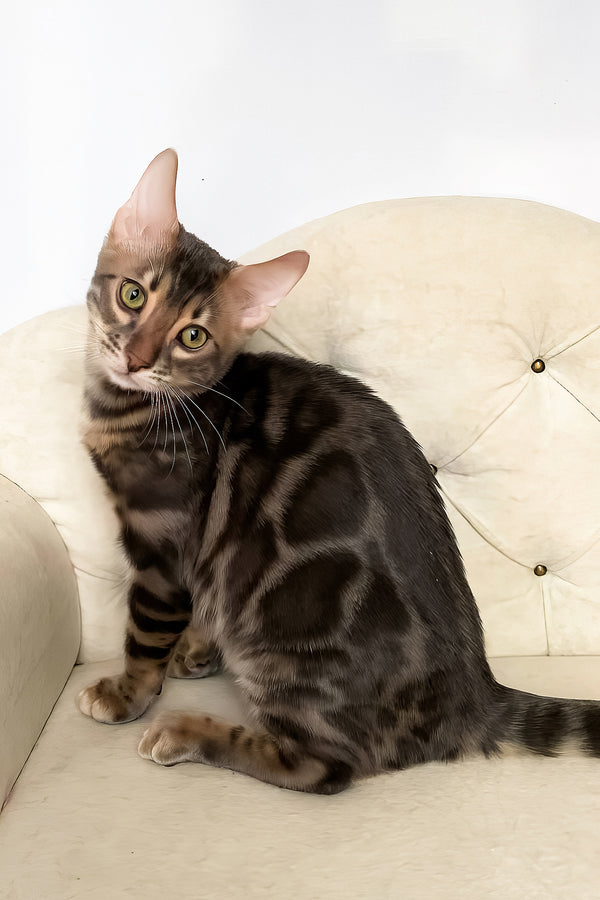 Quentin | Bengal Kitten