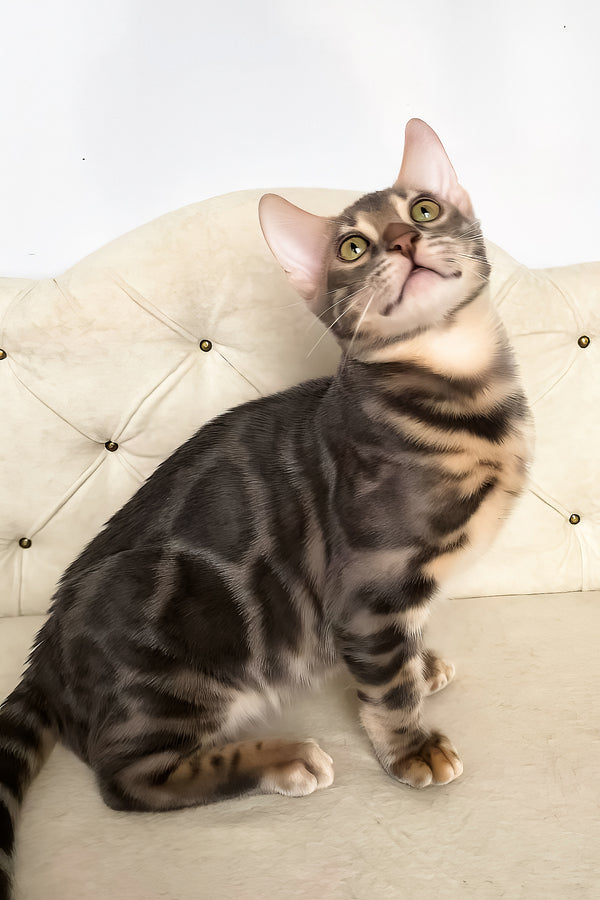 Quentin | Bengal Kitten