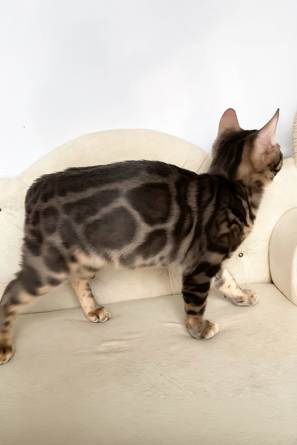 Quentin | Bengal Kitten