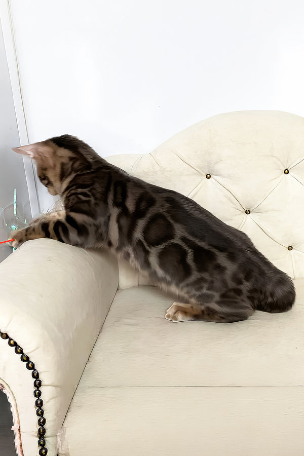 Quentin | Bengal Kitten