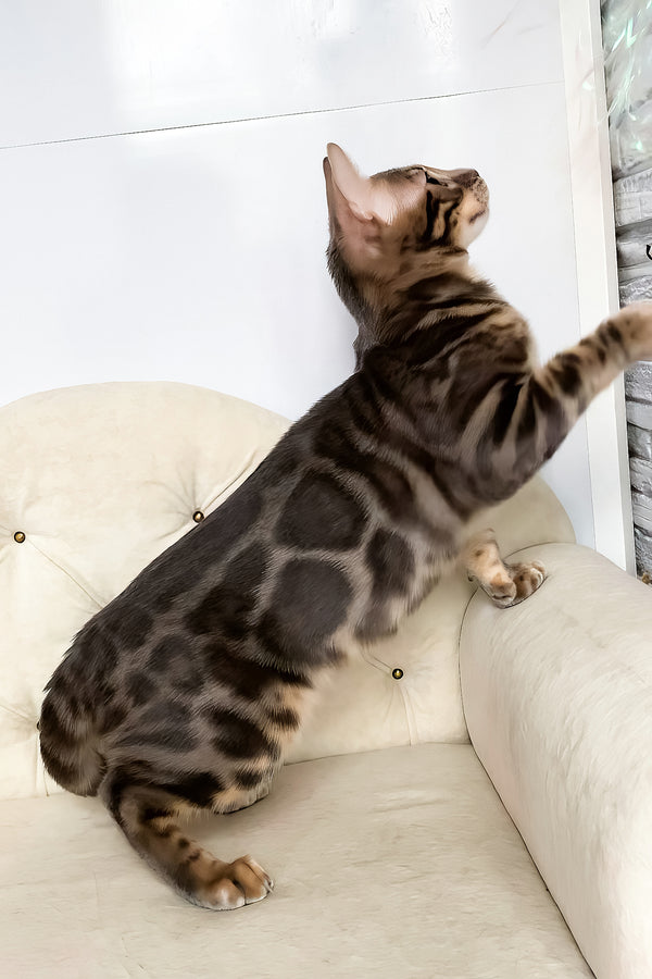 Quentin | Bengal Kitten