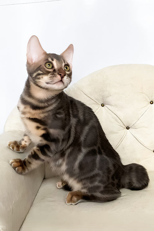 Quentin | Bengal Kitten