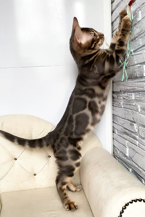 Quentin | Bengal Kitten