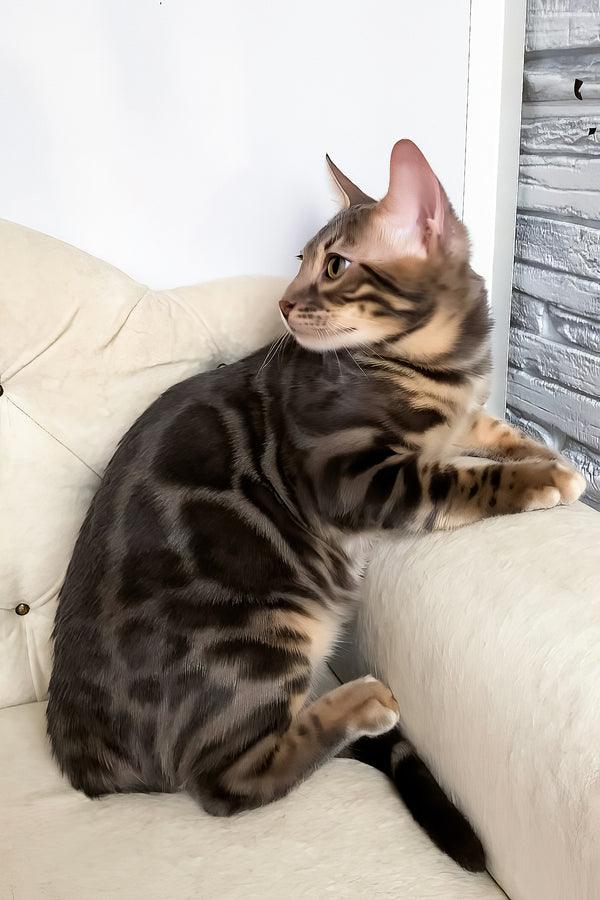 Quentin | Bengal Kitten
