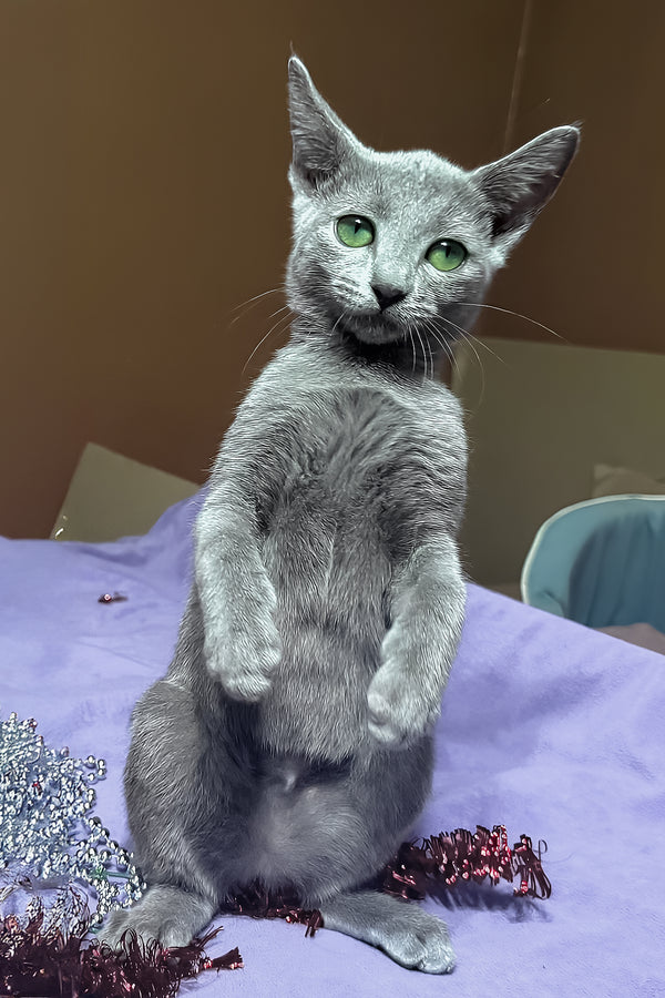 Quera | Russian Blue Kitten