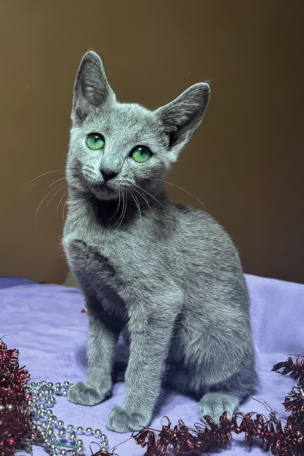 Quera | Russian Blue Kitten