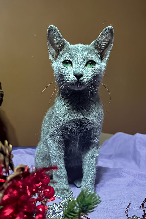 Quera | Russian Blue Kitten