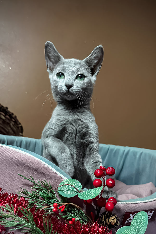 Quera | Russian Blue Kitten